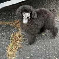 Black gril, a female Poodle - Miniature  for sale in Ingleside, IL – Photo 7 of 10