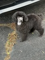 Black gril, a female Poodle - Miniature  for sale in Ingleside, IL – Photo 7 of 10