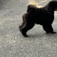 Black gril, a female Poodle - Miniature  for sale in Ingleside, IL – Photo 10 of 10