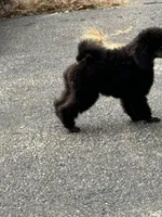 Black gril, a female Poodle - Miniature  for sale in Ingleside, IL – Photo 10 of 10