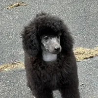 Black gril, a female Poodle - Miniature  for sale in Ingleside, IL – Photo 9 of 10