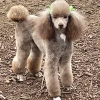 Black gril, a female Poodle - Miniature  for sale in Ingleside, IL – Photo 5 of 10
