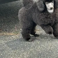 Black gril, a female Poodle - Miniature  for sale in Ingleside, IL – Photo 6 of 10