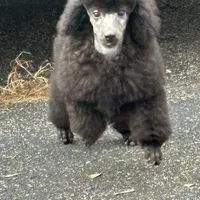 Black gril, a female Poodle - Miniature  for sale in Ingleside, IL – Photo 2 of 10