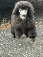 Black gril, a female Poodle - Miniature  for sale in Ingleside, IL – Photo 2 of 10