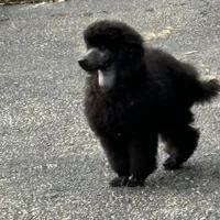 Black gril, a female Poodle - Miniature  for sale in Ingleside, IL – Photo 4 of 10