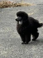 Black gril, a female Poodle - Miniature  for sale in Ingleside, IL – Photo 4 of 10