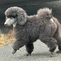 Black gril, a female Poodle - Miniature  for sale in Ingleside, IL – Photo 8 of 10