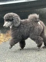Black gril, a female Poodle - Miniature  for sale in Ingleside, IL – Photo 8 of 10
