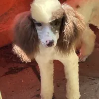 Brown sable part girl, a female Poodle - Miniature  for sale in Ingleside, IL – Photo 5 of 10