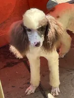 Brown sable part girl, a female Poodle - Miniature  for sale in Ingleside, IL – Photo 5 of 10