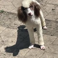 Brown sable part girl, a female Poodle - Miniature  for sale in Ingleside, IL – Photo 6 of 10