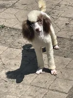 Brown sable part girl, a female Poodle - Miniature  for sale in Ingleside, IL – Photo 6 of 10