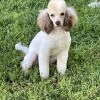 Brown sable part girl, a female Poodle - Miniature  for sale in Ingleside, IL – Photo 3 of 10