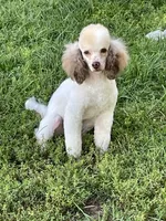 Brown sable part girl, a female Poodle - Miniature  for sale in Ingleside, IL – Photo 3 of 10