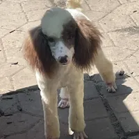 Brown sable part girl, a female Poodle - Miniature  for sale in Ingleside, IL – Photo 10 of 10