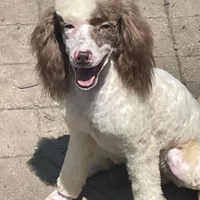 Brown sable part girl, a female Poodle - Miniature  for sale in Ingleside, IL – Photo 9 of 10