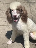 Brown sable part girl, a female Poodle - Miniature  for sale in Ingleside, IL – Photo 9 of 10