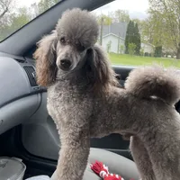 Brown sable part girl, a female Poodle - Miniature  for sale in Ingleside, IL – Photo 4 of 10