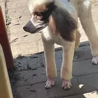 Brown sable part girl, a female Poodle - Miniature  for sale in Ingleside, IL – Photo 8 of 10