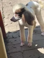 Brown sable part girl, a female Poodle - Miniature  for sale in Ingleside, IL – Photo 8 of 10