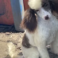 Brown sable part girl, a female Poodle - Miniature  for sale in Ingleside, IL – Photo 2 of 10
