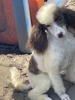 Brown sable part girl, a female Poodle - Miniature  for sale in Ingleside, IL – Photo 2 of 10