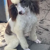 Brown sable part girl, a female Poodle - Miniature  for sale in Ingleside, IL – Photo 1 of 10