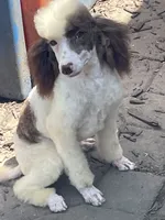 Brown sable part girl, a female Poodle - Miniature  for sale in Ingleside, IL – Photo 1 of 10