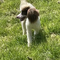Brown sable part girl, a female Poodle - Miniature  for sale in Ingleside, IL – Photo 7 of 10