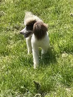 Brown sable part girl, a female Poodle - Miniature  for sale in Ingleside, IL – Photo 7 of 10