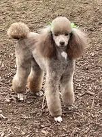 Brown girl white cheat, a female Poodle - Miniature  for sale in Ingleside, IL – Photo 3 of 10