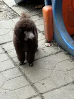 Brown girl white cheat, a female Poodle - Miniature  for sale in Ingleside, IL – Photo 8 of 10