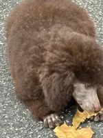 Brown girl white cheat, a female Poodle - Miniature  for sale in Ingleside, IL – Photo 5 of 10