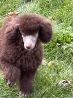 Brown girl white cheat, a female Poodle - Miniature  for sale in Ingleside, IL – Photo 6 of 10