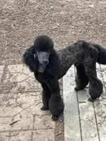 Brown girl white cheat, a female Poodle - Miniature  for sale in Ingleside, IL – Photo 2 of 10