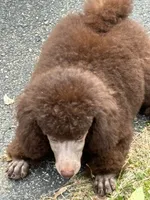 Brown girl white cheat, a female Poodle - Miniature  for sale in Ingleside, IL – Photo 9 of 10