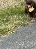 Brown girl white cheat, a female Poodle - Miniature  for sale in Ingleside, IL – Photo 4 of 10