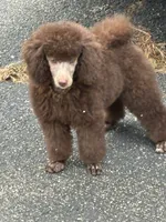 Brown girl white cheat, a female Poodle - Miniature  for sale in Ingleside, IL – Photo 1 of 10