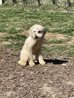 Tilly, a female Goldendoodle and Miniature Goldendoodle for sale in Ingleside, IL – Photo 3 of 4