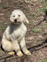 Tilly, a female Goldendoodle and Miniature Goldendoodle for sale in Ingleside, IL – Photo 4 of 4