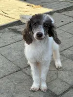 processed/b3a833fc-69c7-4906-a079-be34cca339fb/listing/e2e18433-904a-4564-a13e-351ef262f77c/08c43c09-1f1a-41d4-a418-7a234a6dc80b