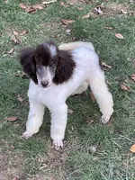 processed/b3a833fc-69c7-4906-a079-be34cca339fb/listing/e2e18433-904a-4564-a13e-351ef262f77c/0c1cea74-b363-4fdf-a9f2-f50081fafe99