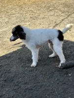 processed/b3a833fc-69c7-4906-a079-be34cca339fb/listing/e2e18433-904a-4564-a13e-351ef262f77c/cc28f5d4-3a95-4177-834f-5d0f04d23b37