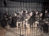 Ares, a male German Shepherd Dog for sale in Freeport, IL – 4 of 4