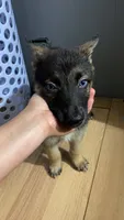 Ares, a male German Shepherd Dog for sale in Freeport, IL – 1 of 4
