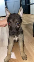 Ares, a male German Shepherd Dog for sale in Freeport, IL – 2 of 4