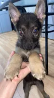 Ares, a male German Shepherd Dog for sale in Freeport, IL – 3 of 4