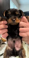 Boy 2, a male Yorkshire Terrier for sale in Melissa, TX – 2 of 3