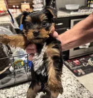 Boy 1, a male Yorkshire Terrier for sale in Melissa, TX – 1 of 4